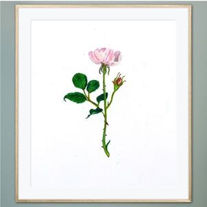 Pink Rose Bud Drawing Art Print Illustration Flower Nature Love Natural Simple